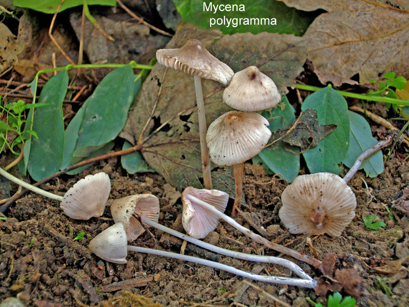 Mycena polygramma-amf1314.jpg - Mycena polygramma ; Non français: Mycène à pied strié